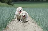 GOLDEN RETRIEVER 673